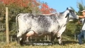 World highest milking 123 kg milk Girlando cow vs jarsey cow 65 kg milk,
