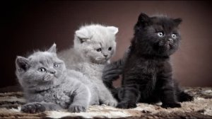 Настроение котики