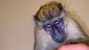 ASMR Monkey Grooming | Nature Original ASMR, Relax, Satisfying, Sleep, Chill, Tingles