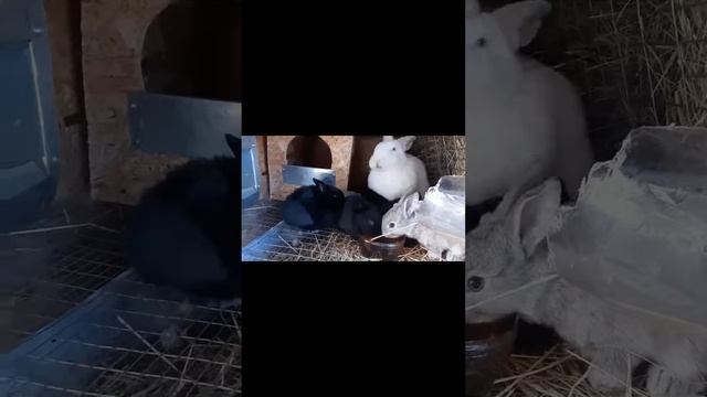 Кріль та заєць - родичі?!
