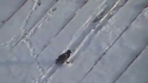 Ворона катается с горки
