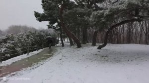 북해도 같은 폭설 내리는 올림픽 공원의 환상적인 설경 여행, 나 홀로 나무