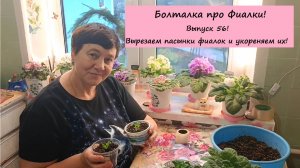 Болталка про Фиалки! Выпуск 56: Вырезаем Пасынки фиалок и Укореняем их!