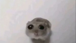 ГРУСТНЫЙ ХОМЯК ПОД СКРИПКУ - ФУЛЛ