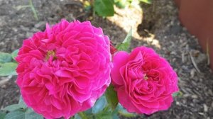 Роза Darcey (срезочные, Austin Великобритания, 2010) 7 августа 2022 г.
