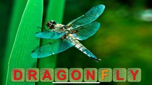 Слова: стрекоза!