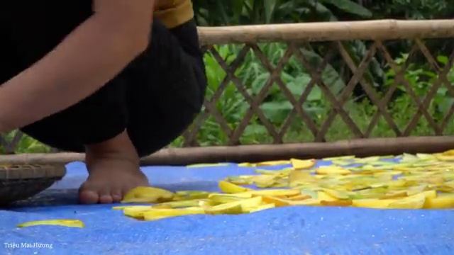 Harvesting Sour Ear fruit, Processing and Drying process Bringing to market . Trieu Mai Huong