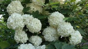 Наша красавица - калина Бульденеж 😍 очень зимостойкий кустарник