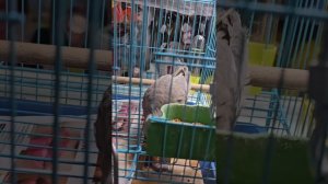 Птичий рынок
