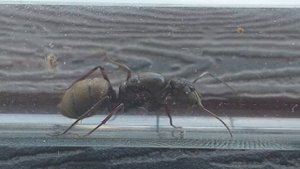 Camponotus pseudolendus (China) 26.06.2021