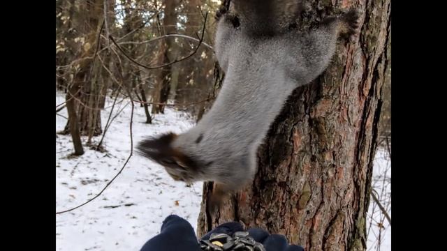 Забавные белочки и птички в сосновом бору Кемерово