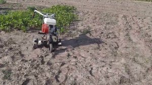 Как завести без шнура культиватор, и причем  здесь гарбуз