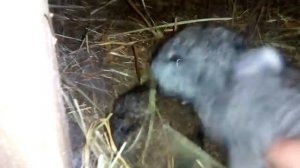 Крольчатам 20 дней.