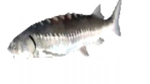 рыба танцует