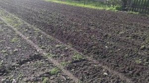 Культивирование огорода фрезой с опорным катком перед пахотой