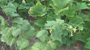 Жизнь в деревне. Уход за огородом и заготовка сена