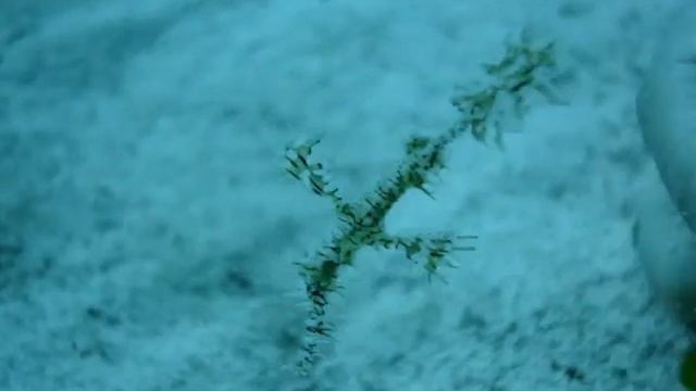 Ghost Pipefish