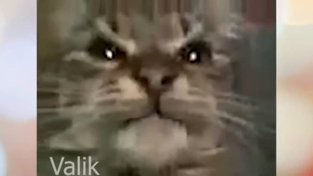 Кит ты маму мав? смотреть онлайн