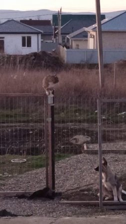 Бездомный кот приходит покушать и иногда поспать