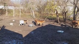 _Ремонт_ КРЫШИ,  хрюши?ОСВОИЛИСЬ, а НОВЫЕ?козы ДИКИЕ. Деревенская жизнь