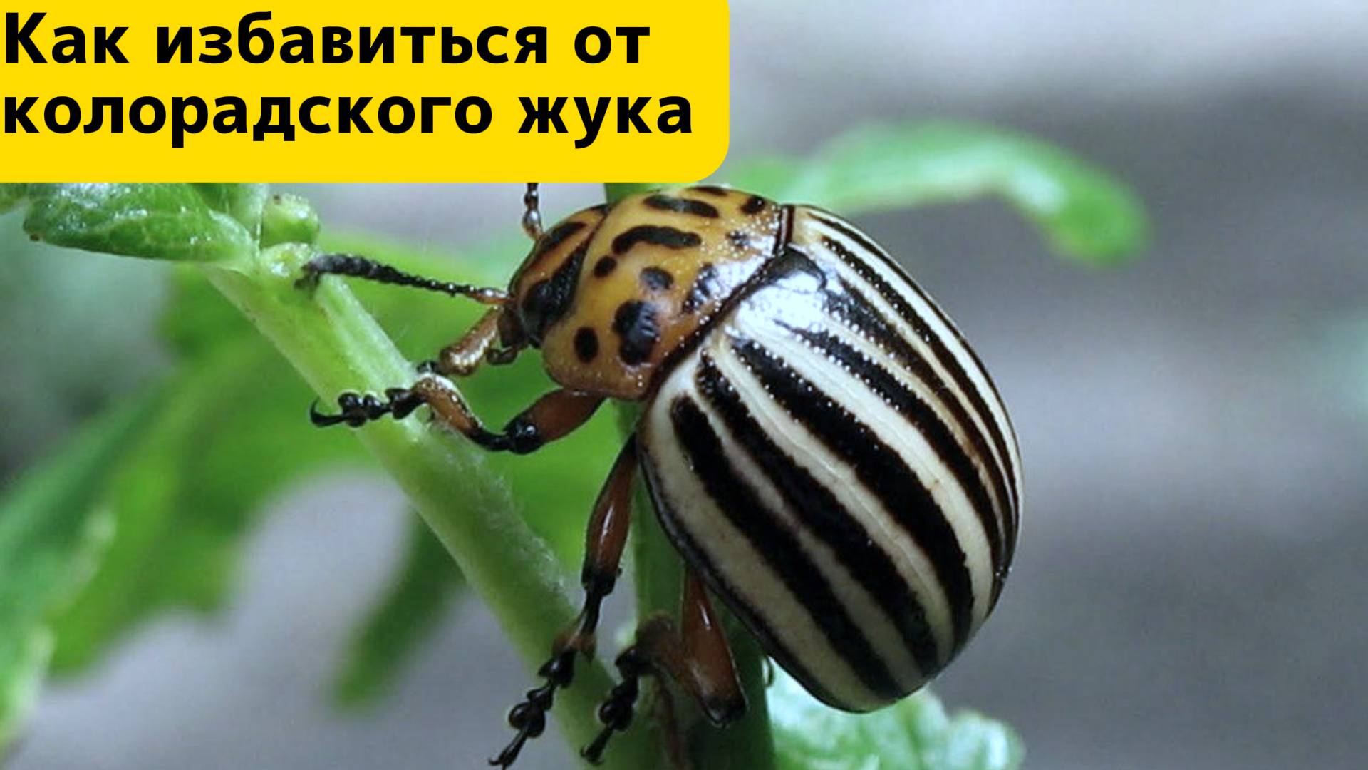 Как избавиться от колорадского жука, самый простой способ.