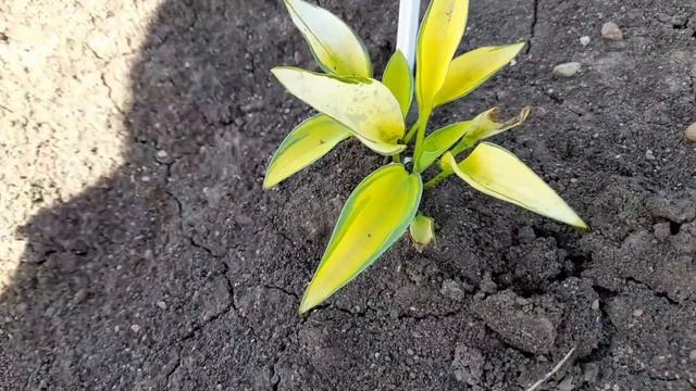 Хоста June - Июнь (М, Англия, Neo Plants Ltd, 1991) (от ОптХоз) 25 июля 2022 г.