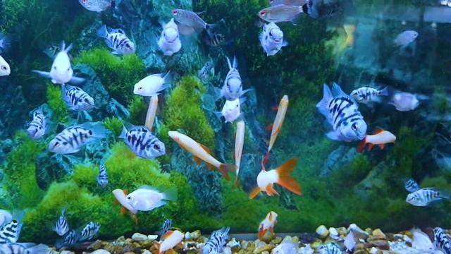 Relaxing Beautiful Fish Video, DIscus fish, cichlid , arowana fish, Glofish, Tetra fish, lemon fish