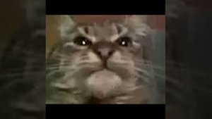 кит ты маму мав мем оригинал