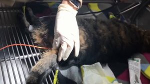 Megacolon cat can't poop! Manual de-obstipation under anesthesia by a vet