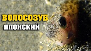 Японский ВОЛОСОЗУБ (лат. Arctoscopus japonicus)