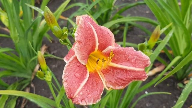 Лилейник Winsome Lady. ПЕРЕСОРТ от Поиска. 23 июля 2022 г.