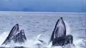 Что такое кит ? Позновательное видео