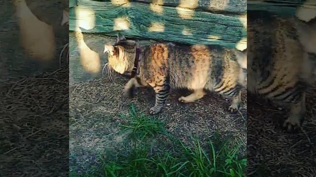 Кот Яша обходит свои владения 😸😸😸Yasha the cat goes around his property #Shorts