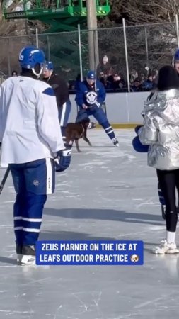 Mitch Marner’s Dog Zeus On The Ice At Outdoor Practice