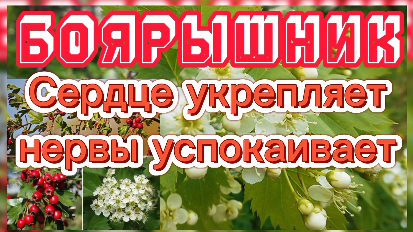 Настойка из Боярышника Сердце укрепляет. Видео фильм.  #Боярышник