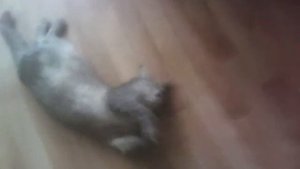 Кошка какашка