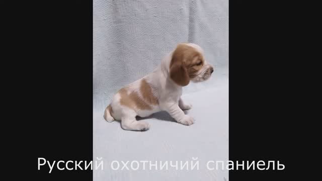 #Русский охотничий спаниель