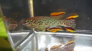 Фундулопанхакс Гарднера Афиосемеон Гарднера Fundulopanchax