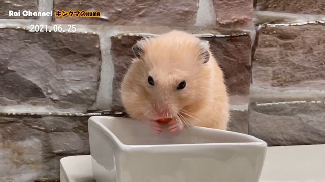 ご飯の合図で出てくるハムスタールーティン【日常行動観察】キンクマハムスター