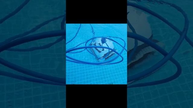 Above Ground Pool Cleaner | Maytronics Dolphin E-10 Unboxing and Review смотреть онлайн