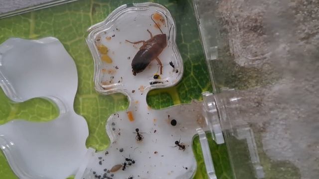 🪳Туркменский таракан против муравьёв жнецов!🐜