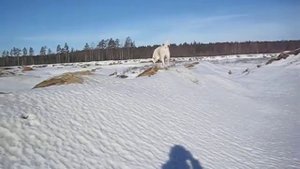 Алабаи. Наши азиатики. Шурочка на прогулке, карьер Краснофлотский , пл.68км.