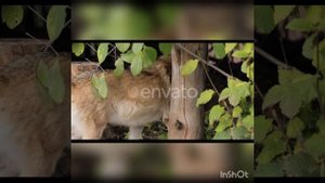 Tural Everest, Руслан Добрий - Волки мы в ночных лесах