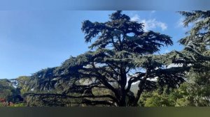 Никитский ботанический сад.Крым. октябрь2023г.