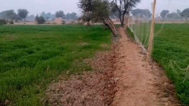 batair ki awaz 2023 suba ke liye quil sound new 2023 گندم کی شکار کے لئے بٹیروں کی صبح والی آواز