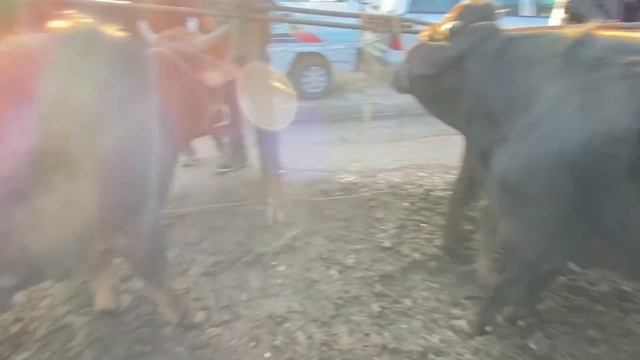 НАРХИ ГУСФАНД ГНАЧИН БУКАЧА ГОВИ ЧУШО БУГОЗ ДЕХКОН БОЗОР САВДО ЗУР МОЛ АРЗОН БОША