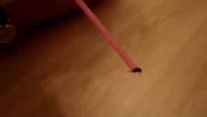 Засосал муху.mp4