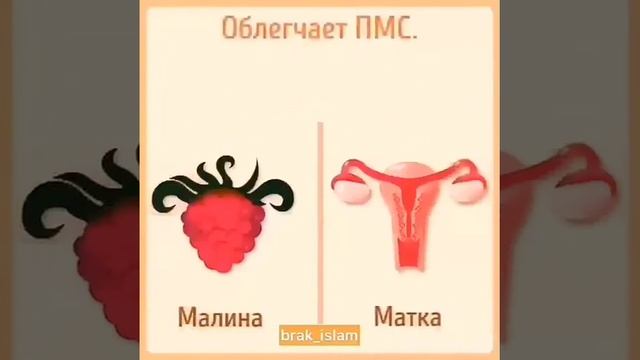Знай свойства организм и его органы