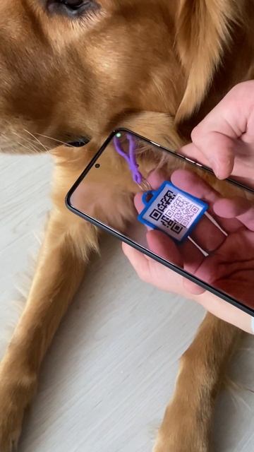 Как пользоваться жетоном для животных с QR-кодом