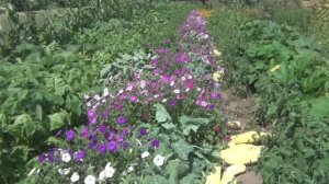 Жизнь в деревне - все растет, цветет и пахнет, животные довольны.